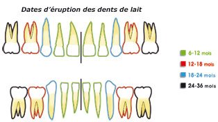 dents-enfant-eruption-c (1)
